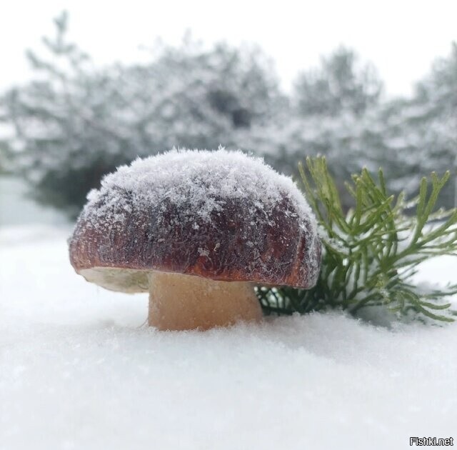 Солянка