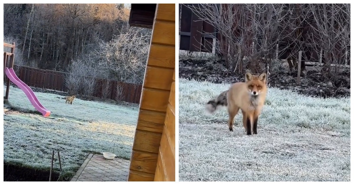 Лиса в Татарстане зашла во двор частного дома