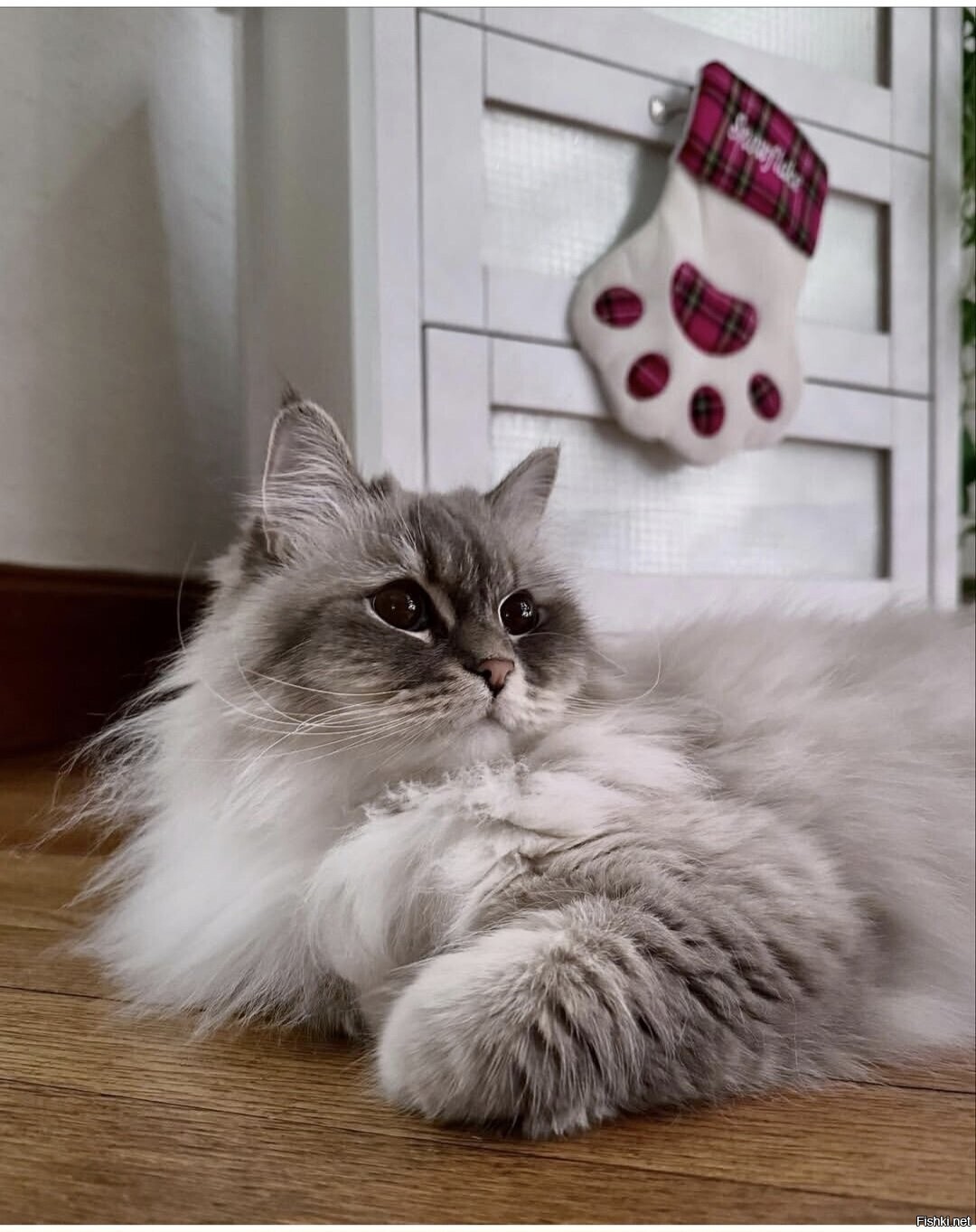 Солянка
