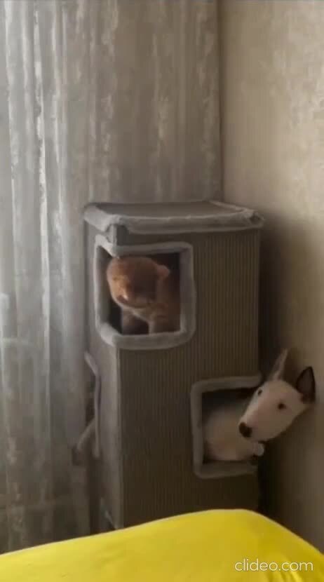 Когда пёс думает,что он кот )))