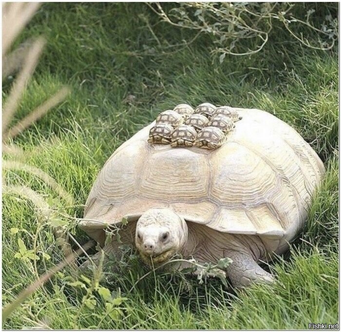 Солянка