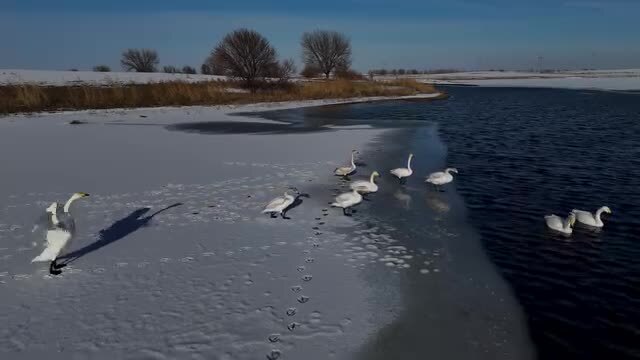 Лебеди в пруду близ Алма-Аты