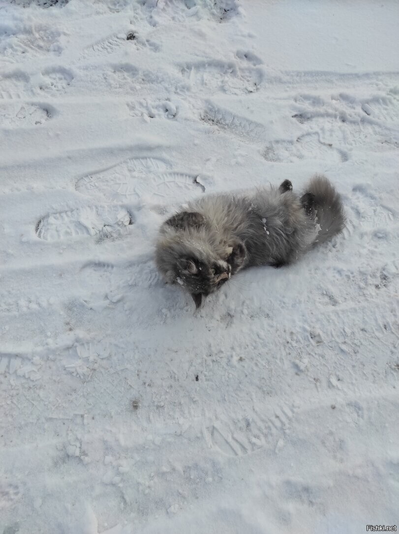 Солянка