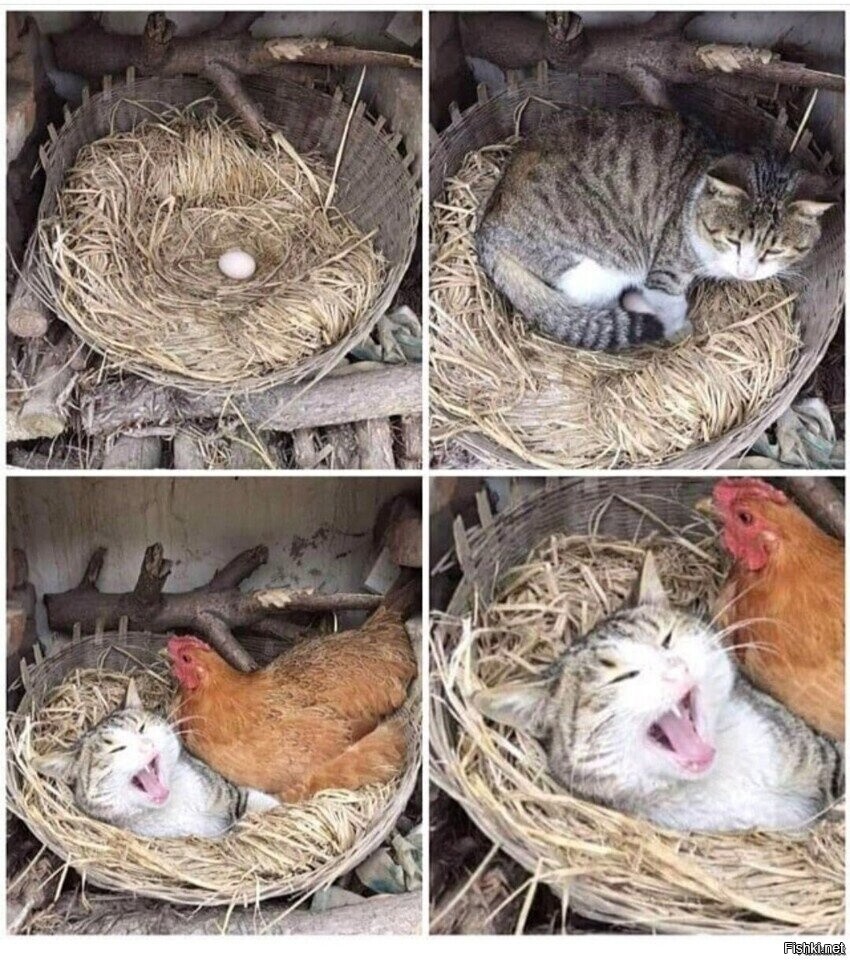 Солянка