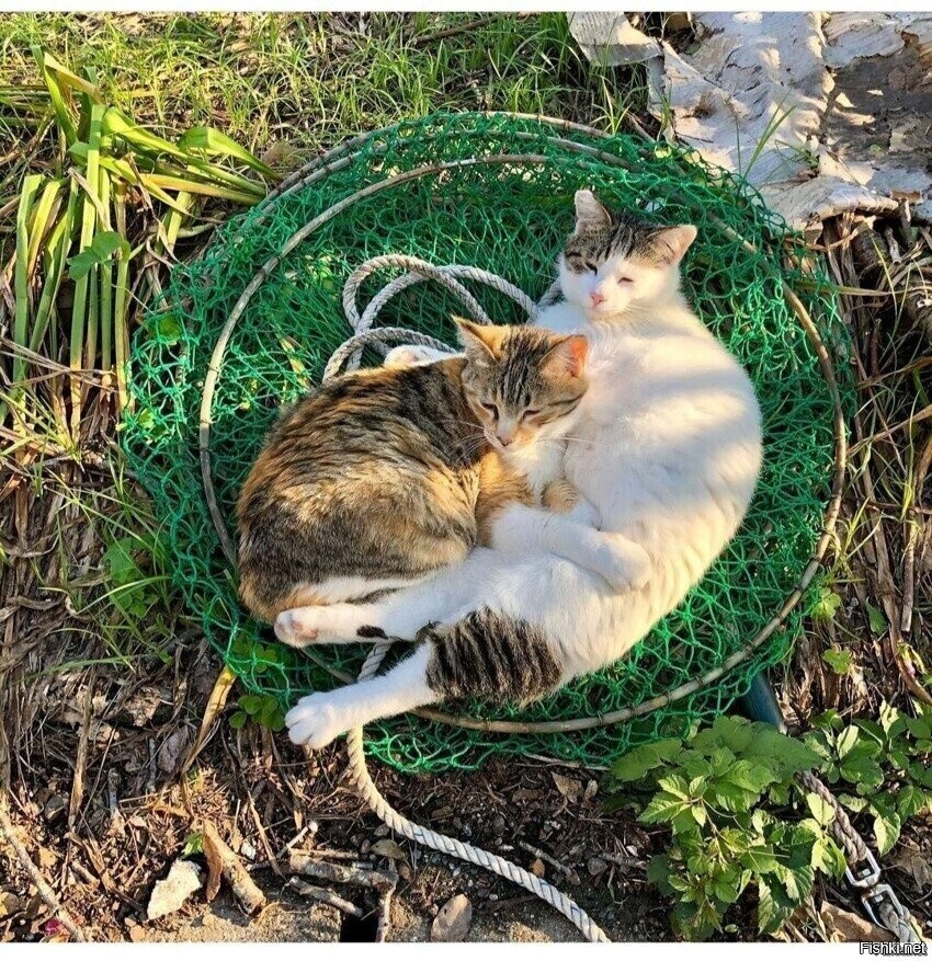 Солянка