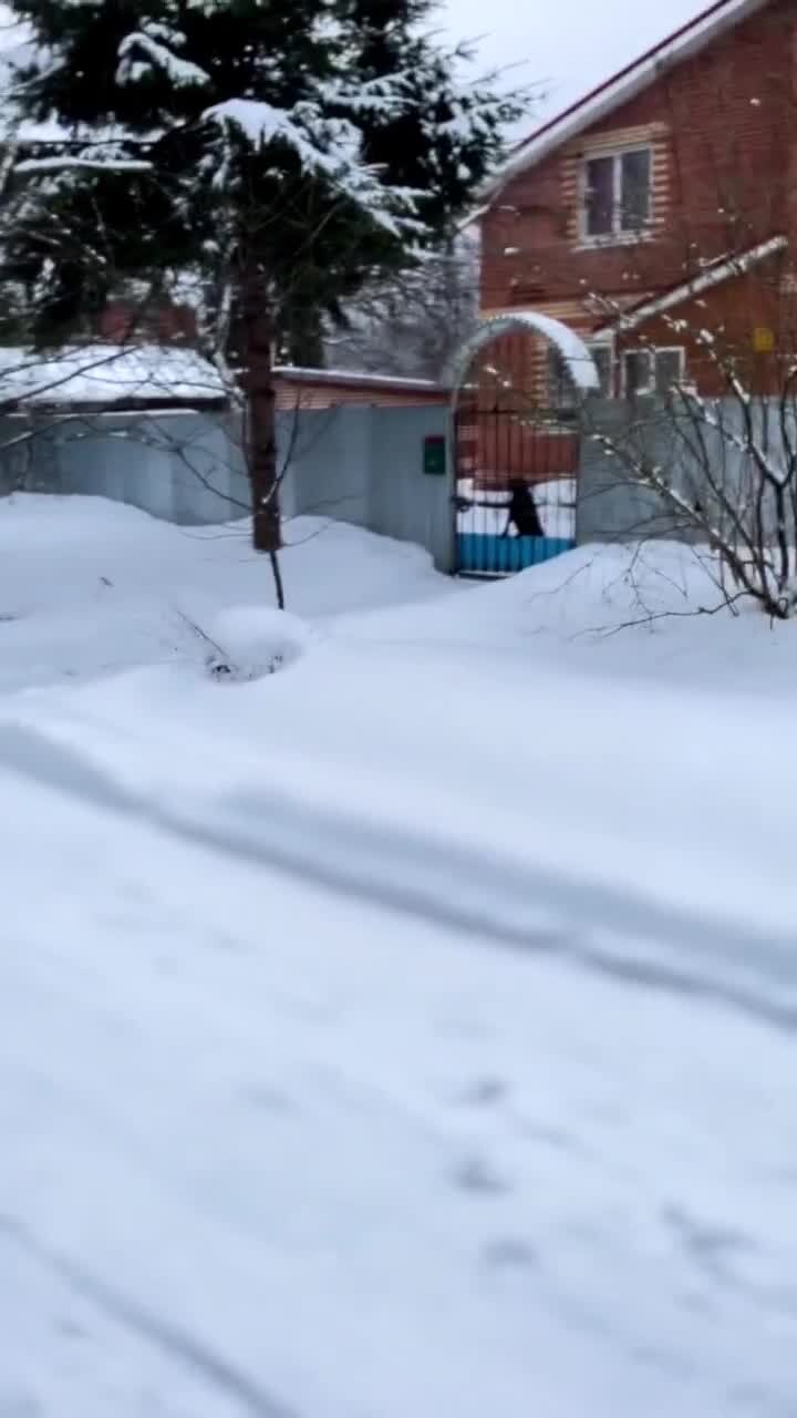 Озвучка собачьего языка