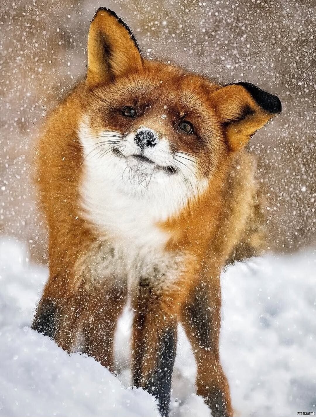 Солянка