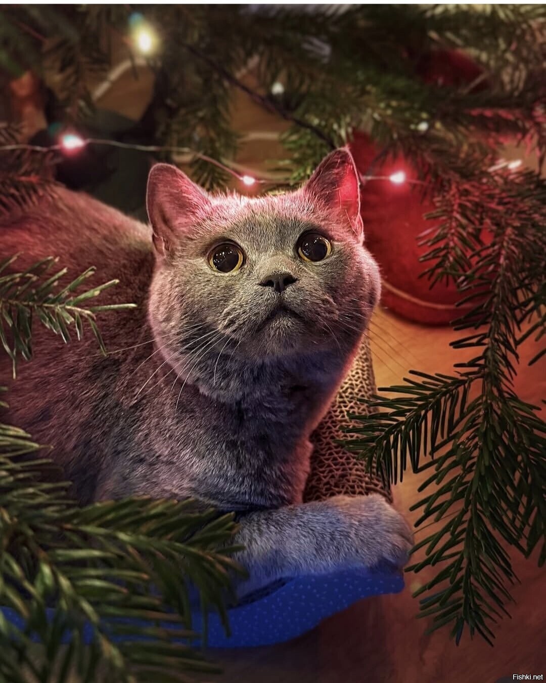 Солянка