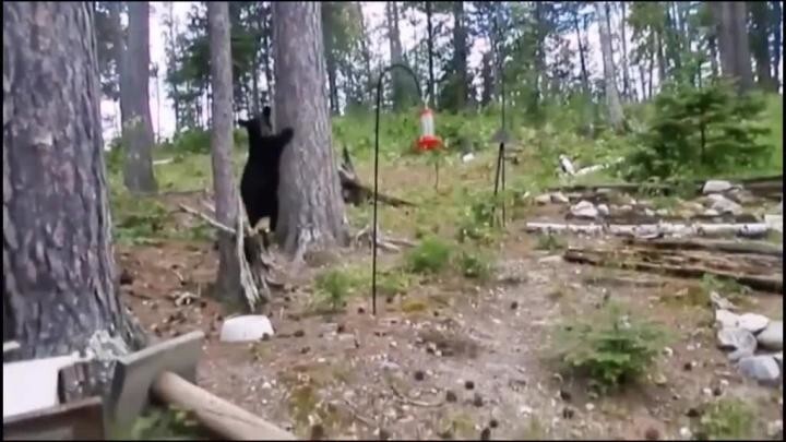 Гроза медведей)