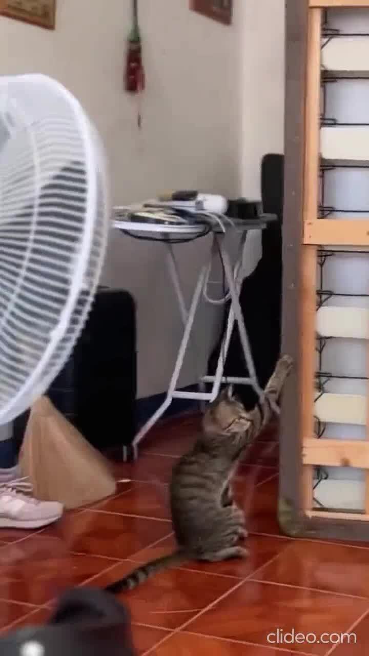 Полезные коты )))