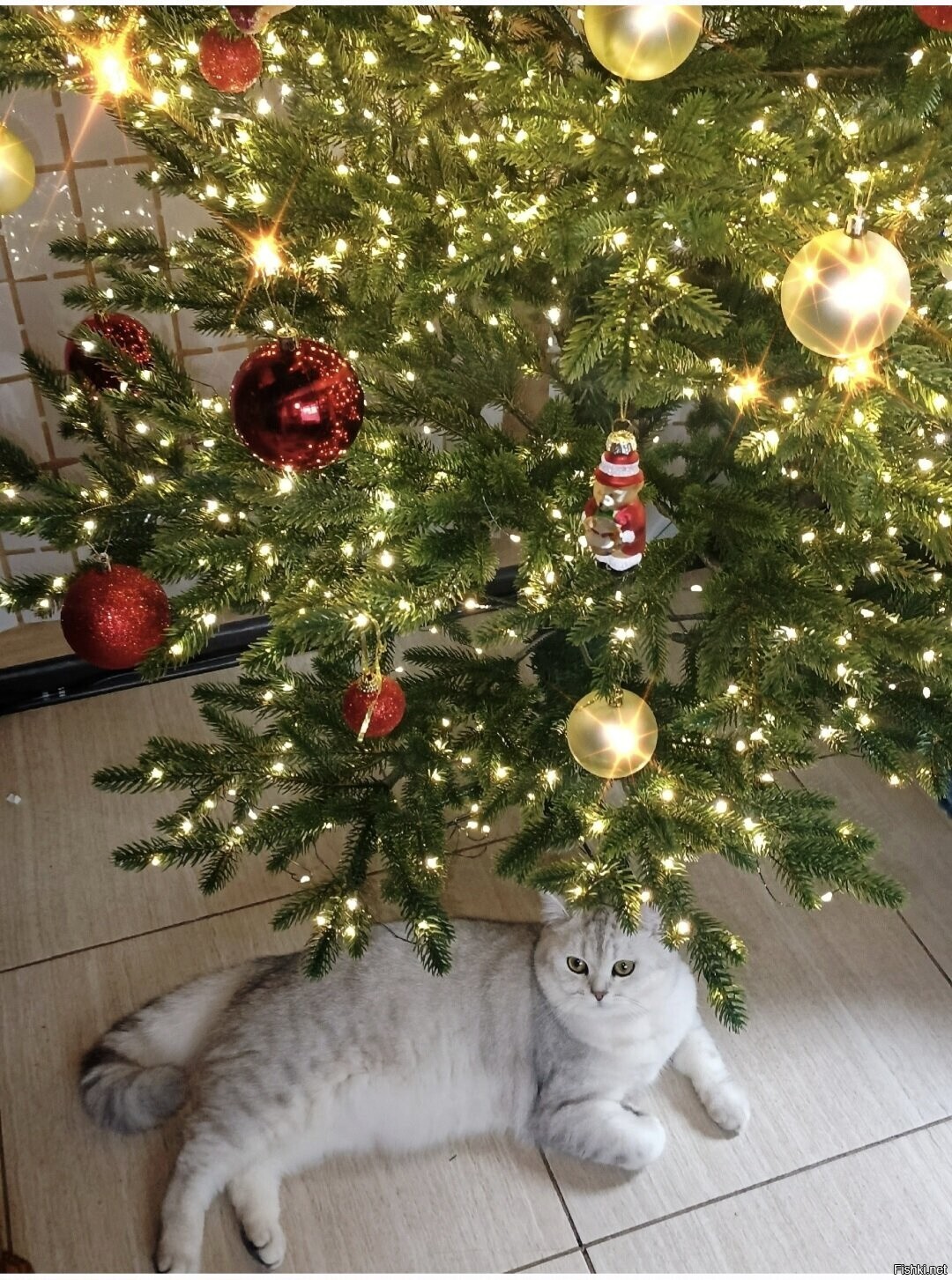 Солянка