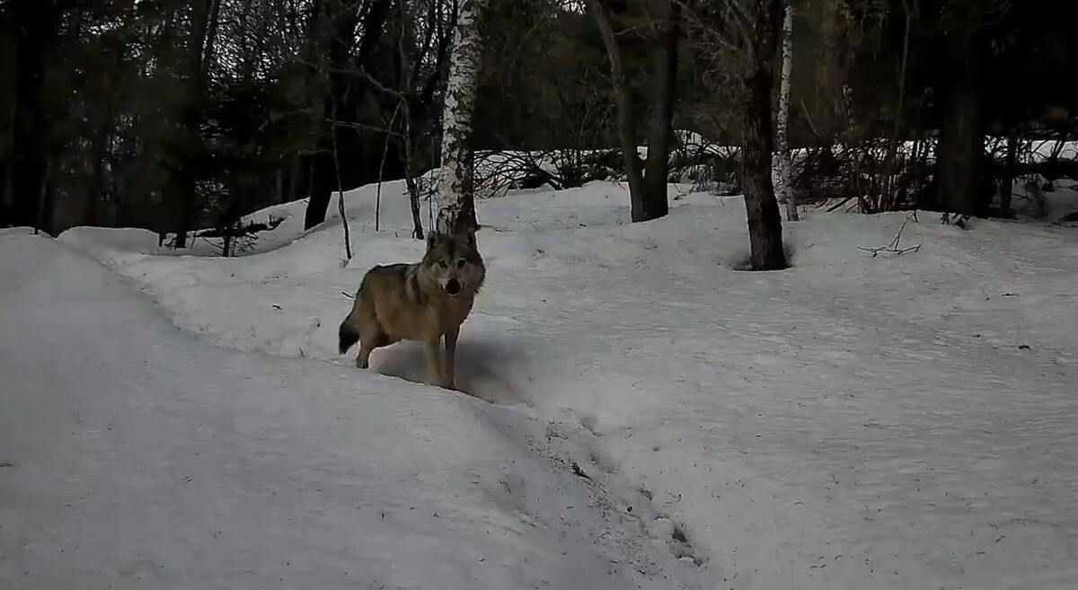 Волк испугался фотоловушки