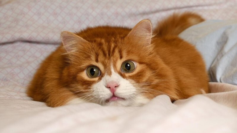 Из жизни рыжих котов