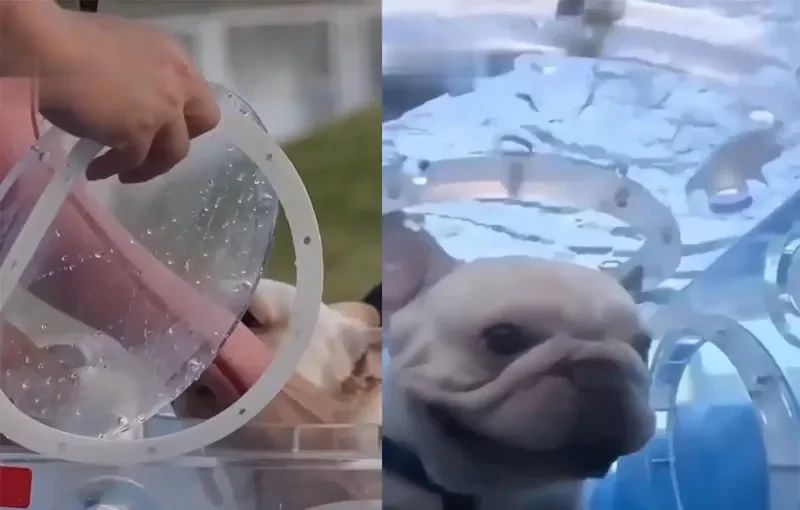 Дайвинг для домашних животных в Китае