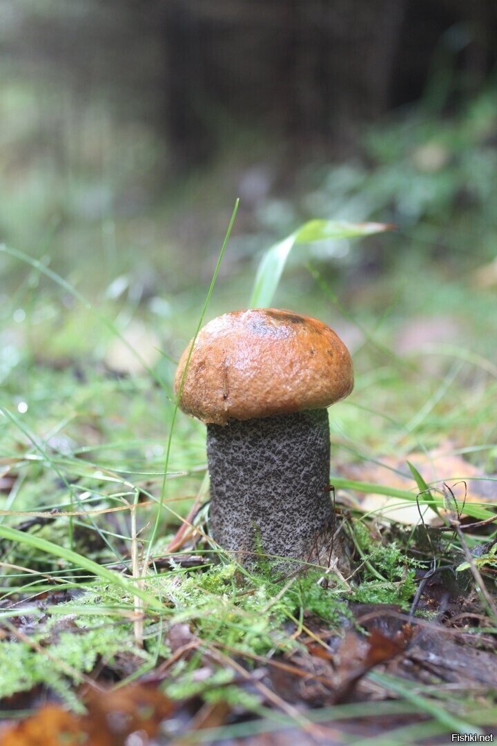 Солянка