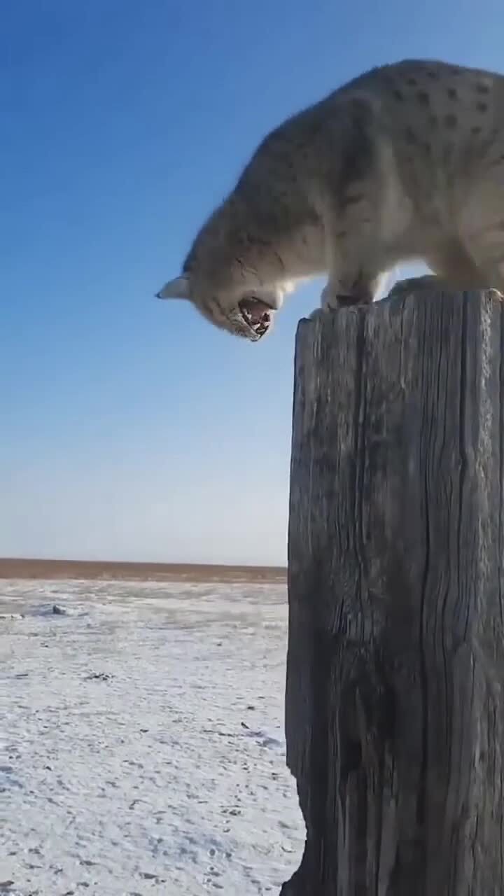 Степной кот из Казахстана
