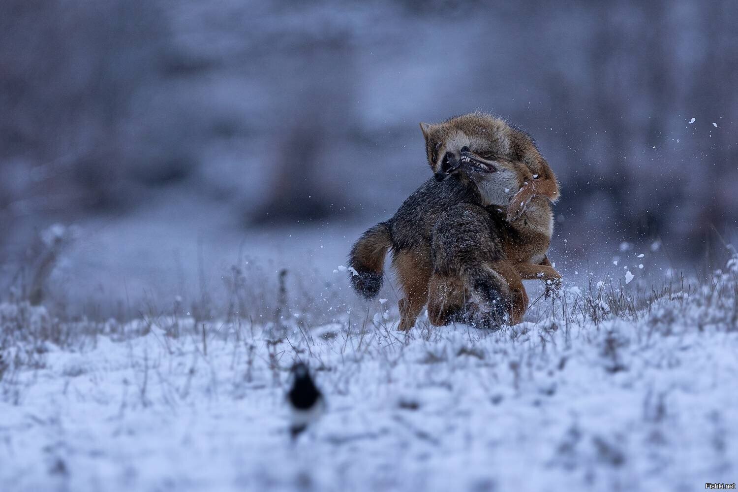 Солянка