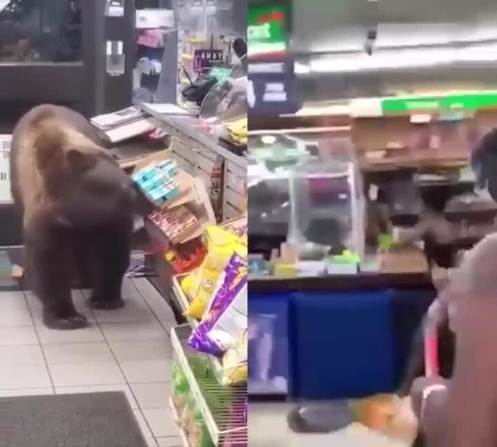 Отличие медведей от обезьян