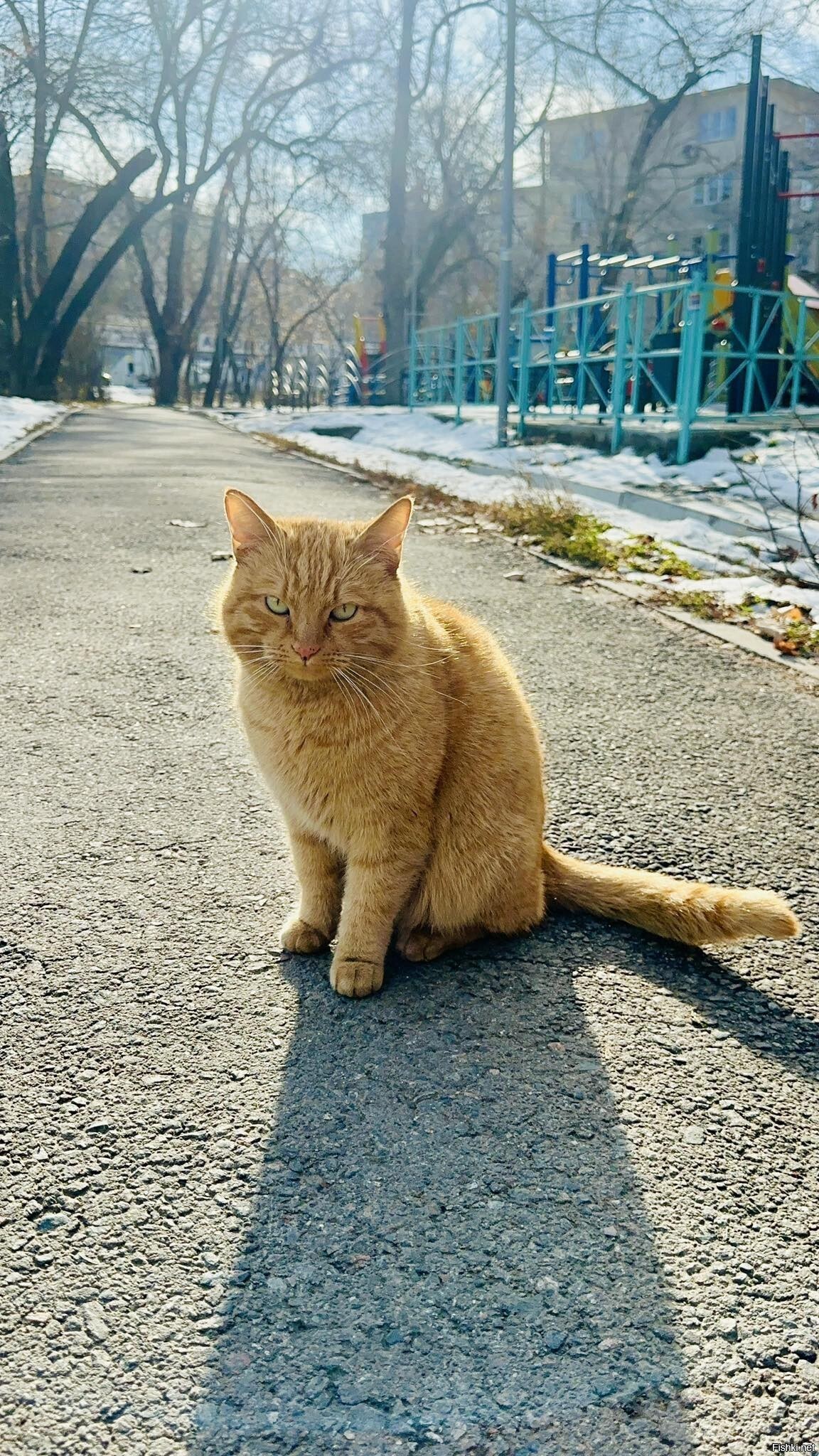 Местный) 