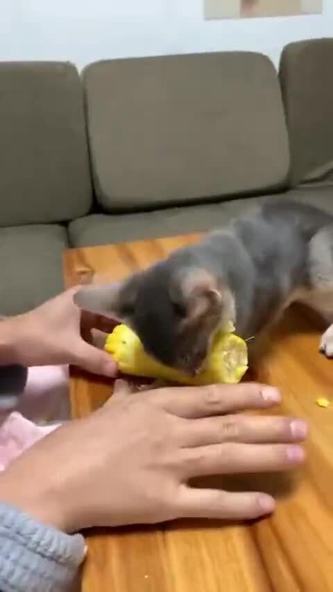 Кукурузный кот