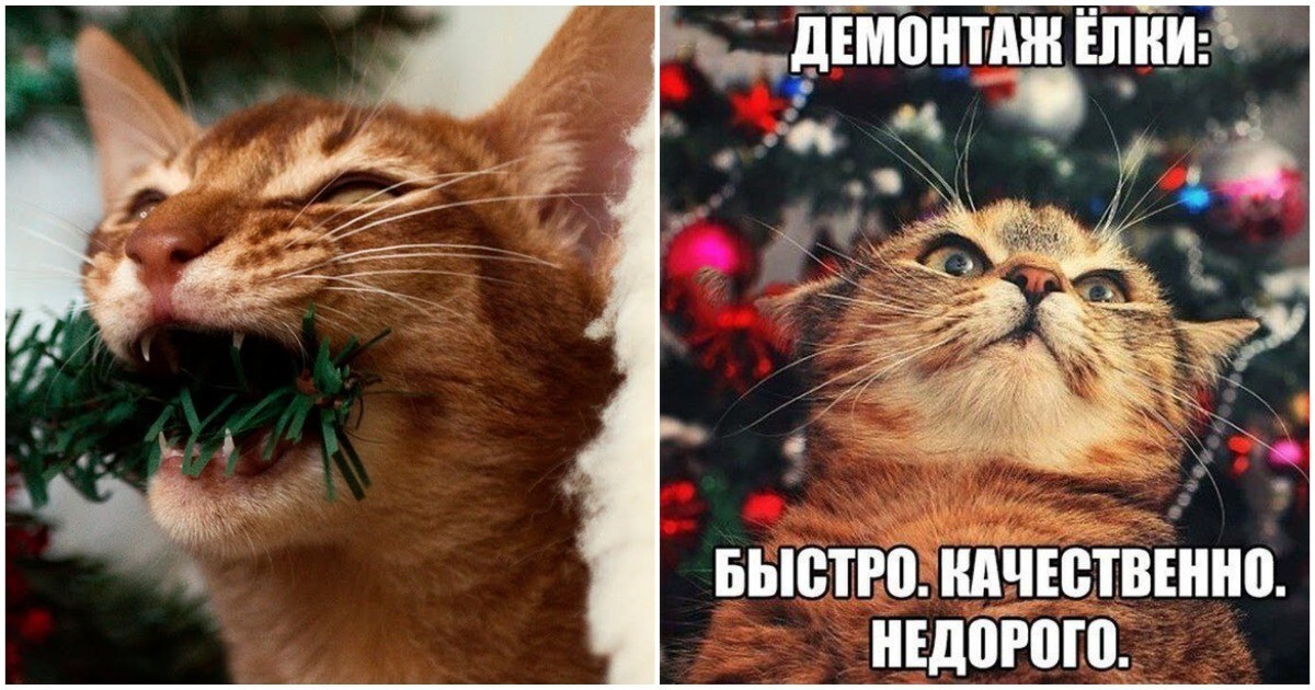 Кошачий саботаж: почему ваши пушистые террористы превращают новогоднюю ёлку в поле боя