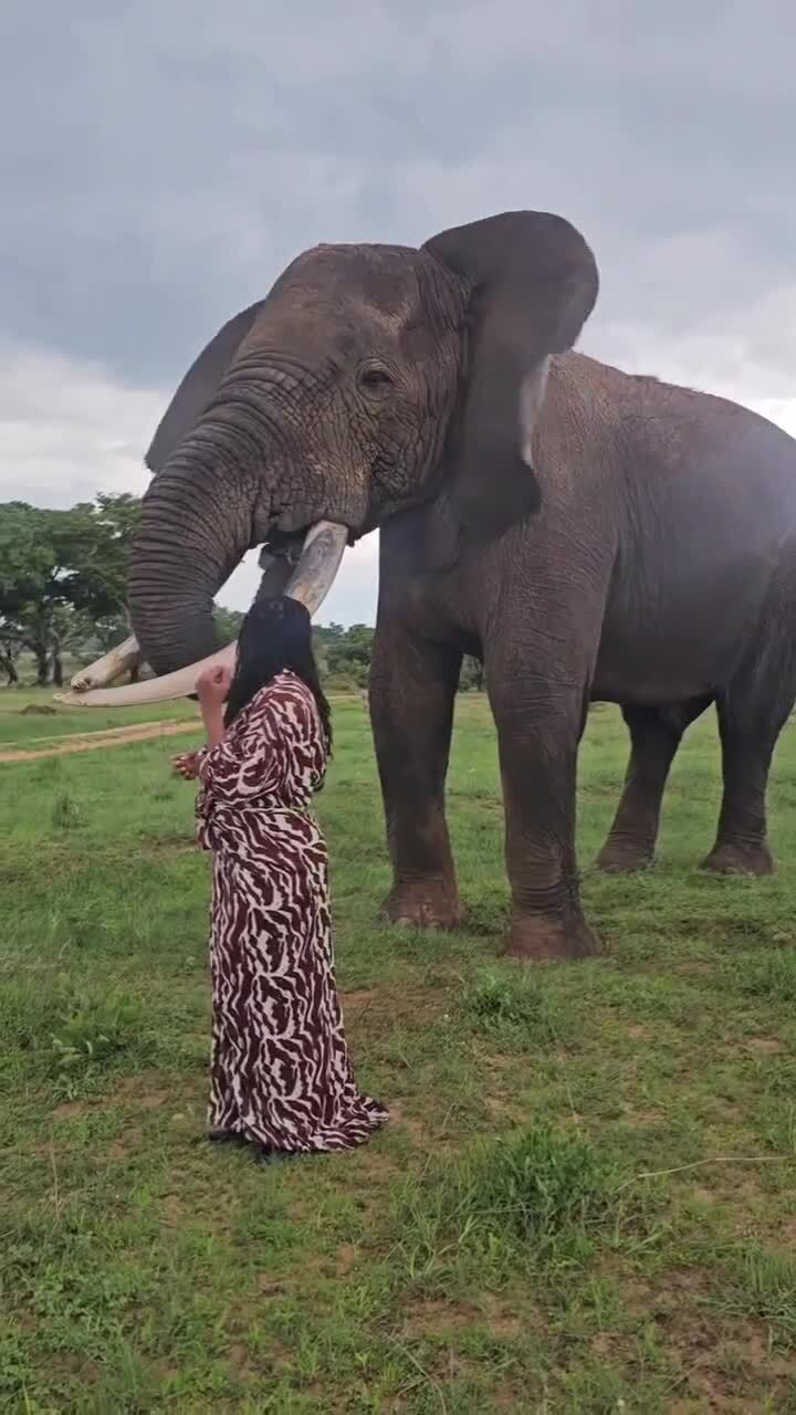 Слоны тоже умеют шутить,