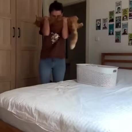 Моменты из жизни кота