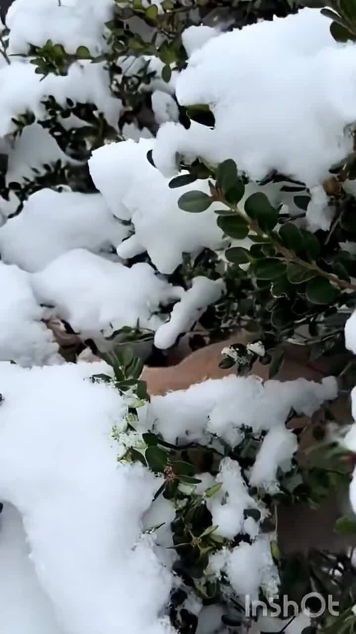 Не нравится им холод )))
