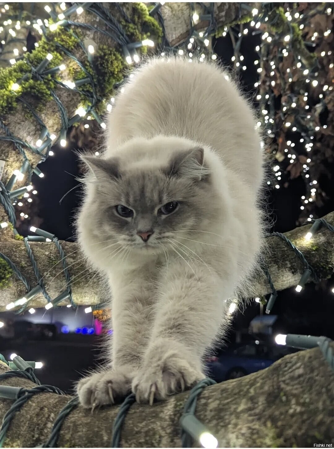 Солянка