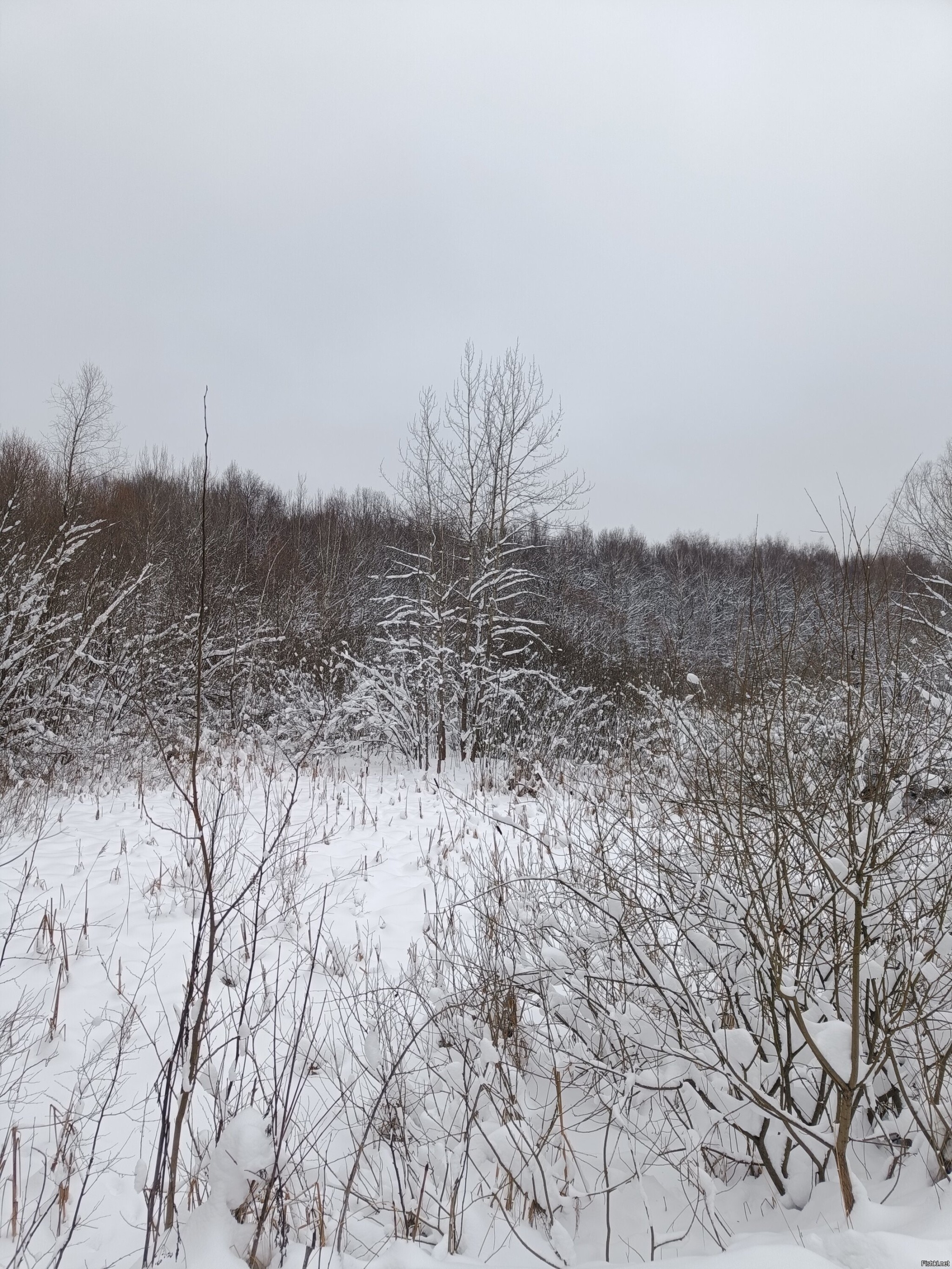 В лесу сегодня как в сказке