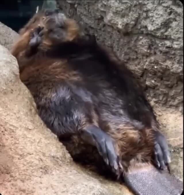 Сиеста