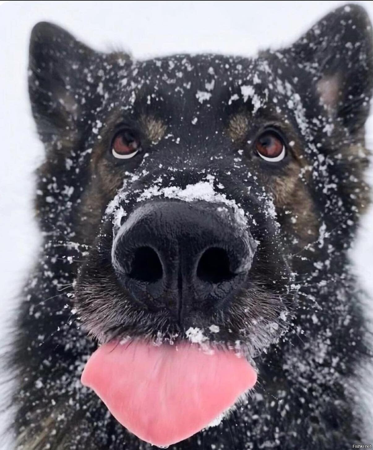 Солянка