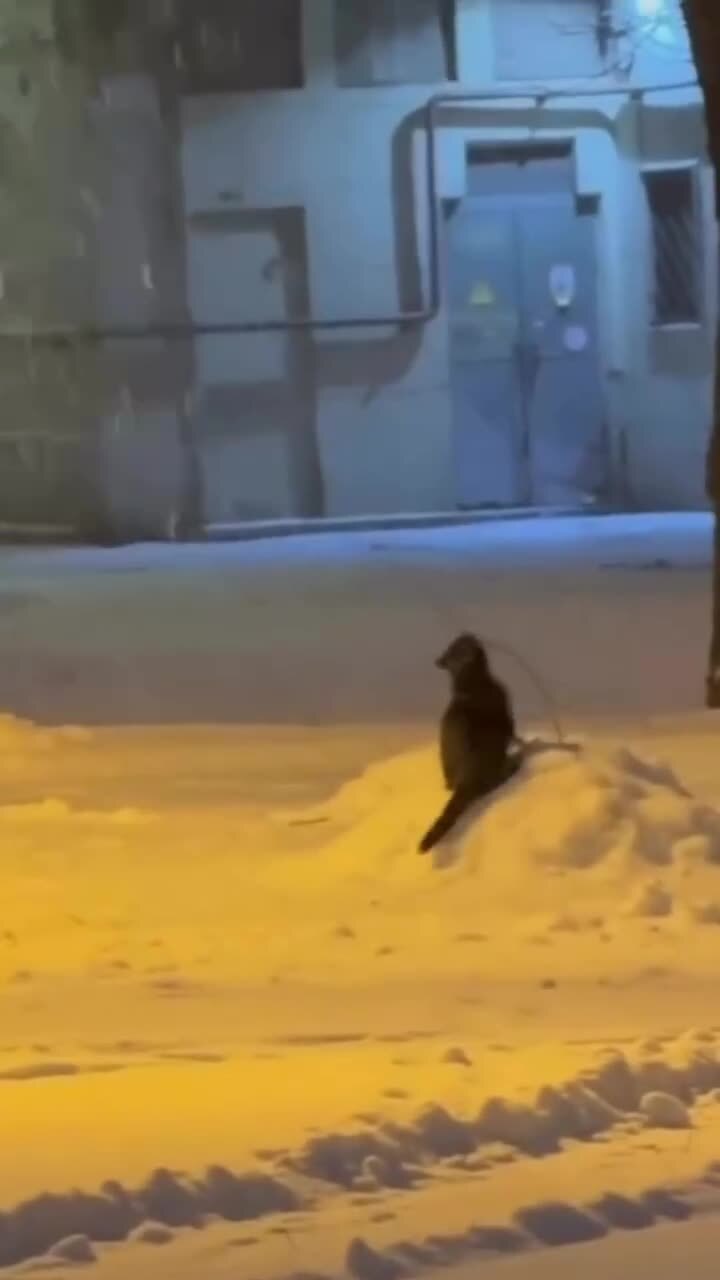 Игривый)