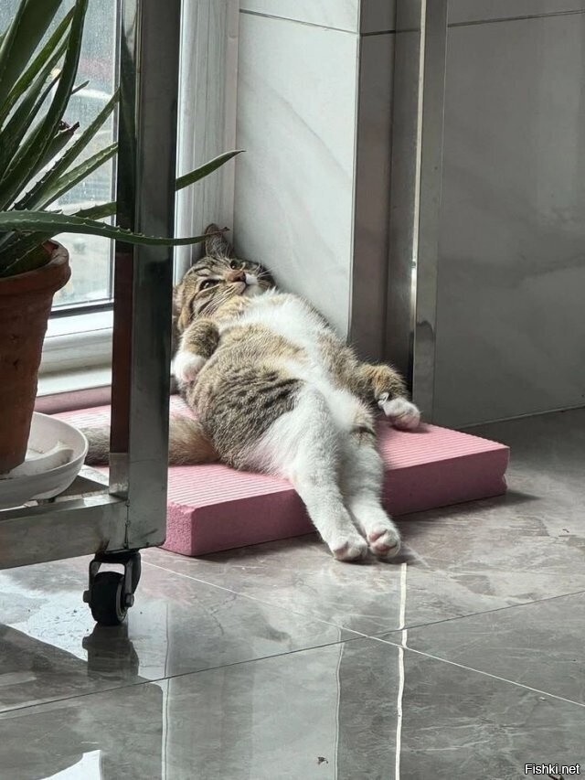Солянка