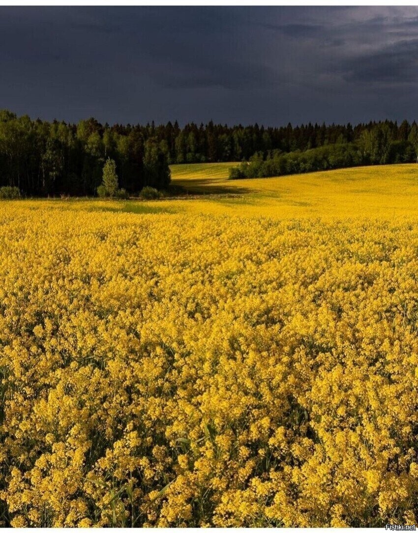 Солянка