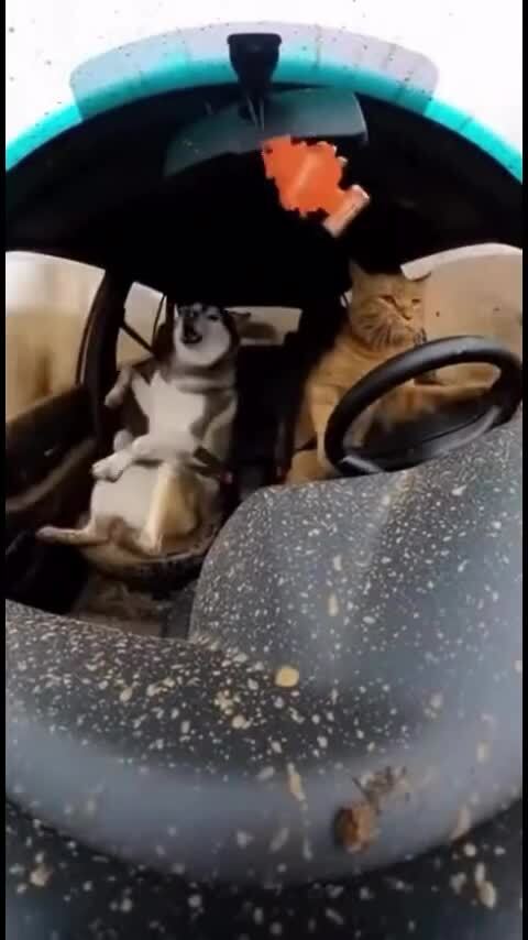 Не скули сучка