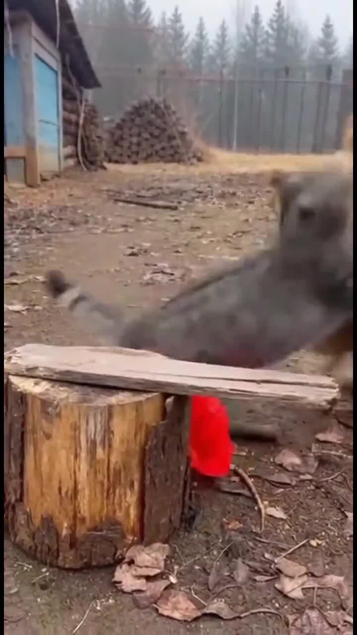 Мне кажется, что дерутся не понастоящему