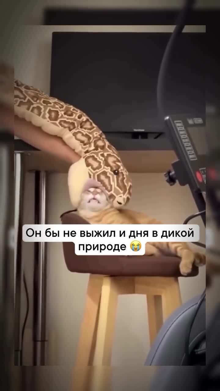Опасный змей