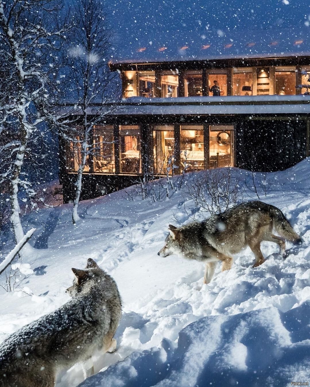 В Норвегии есть такое местечко "Wolf Lodge"