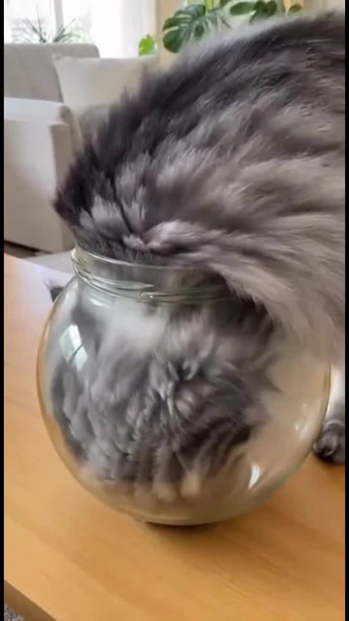 Кото жидкость)