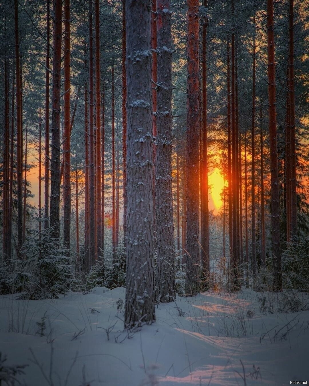 Солянка