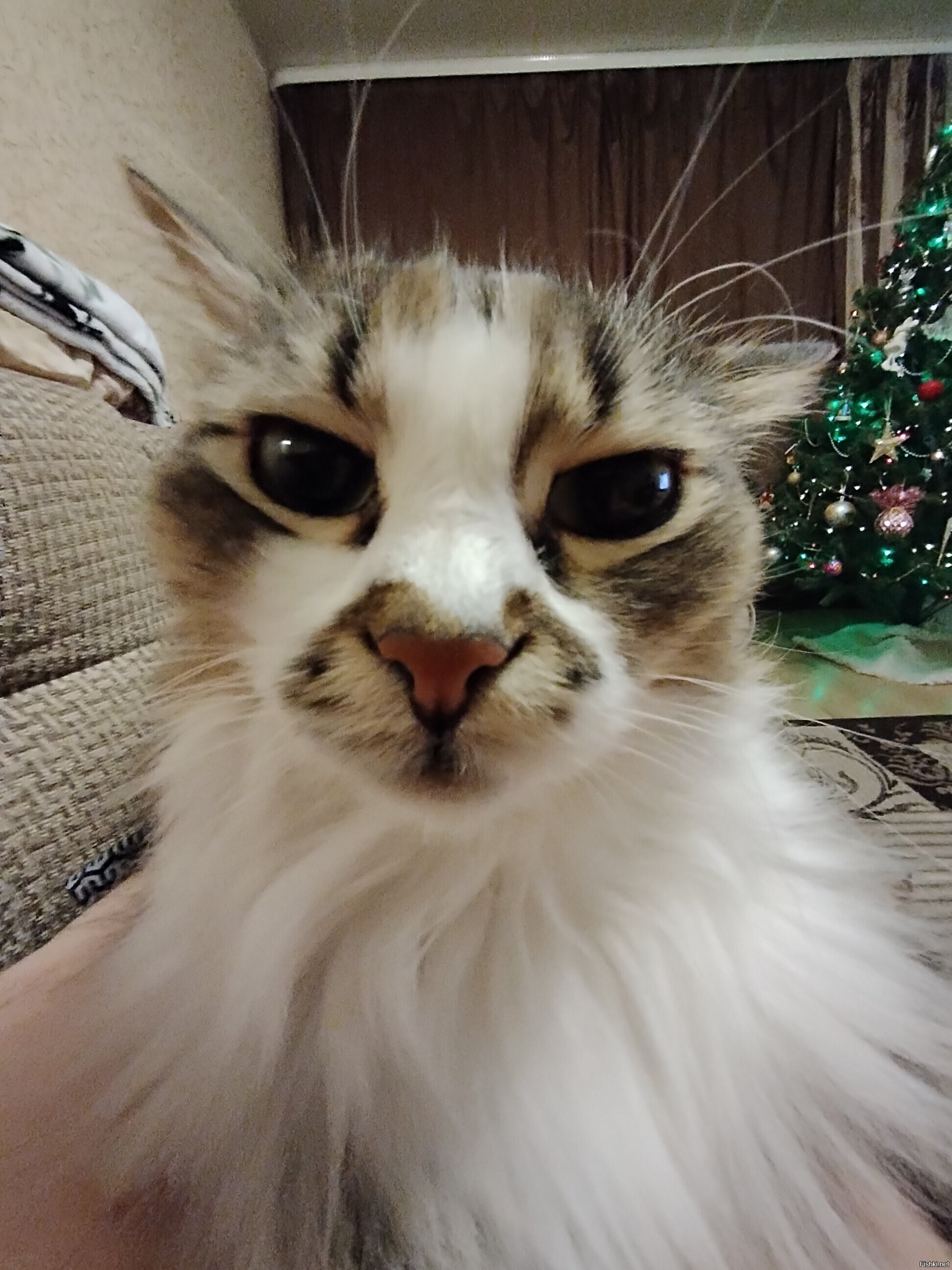 Мой кошь
