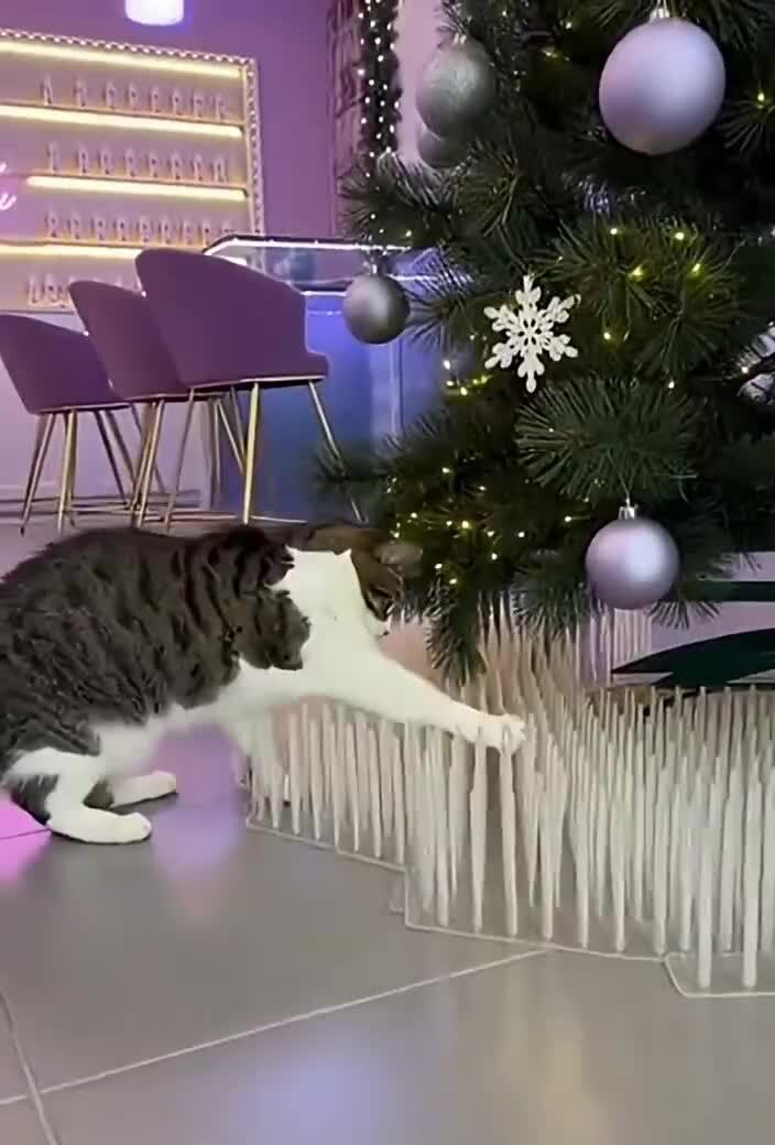 Зона отчуждения для котов 