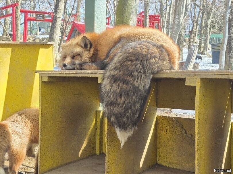 Солянка