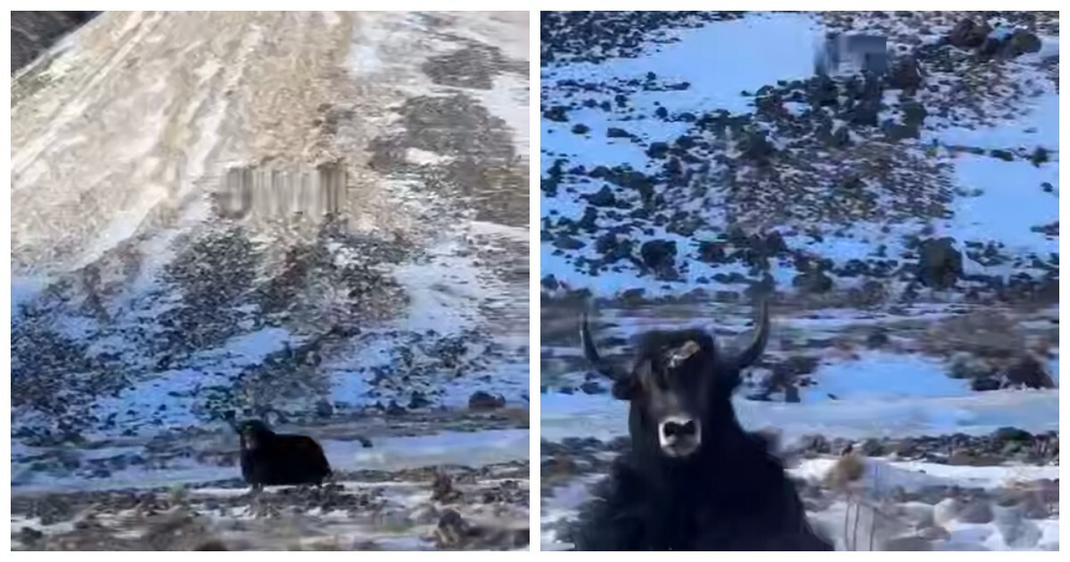 «Эээ, новая машина, не борщи»: як передумал таранить машину