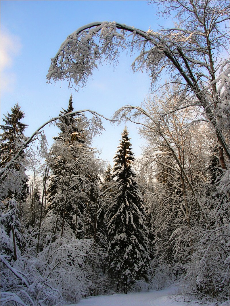 Зимний лес