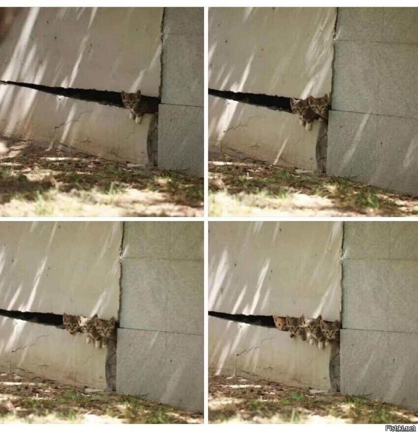 Любопытство