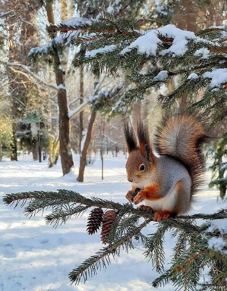 Солянка
