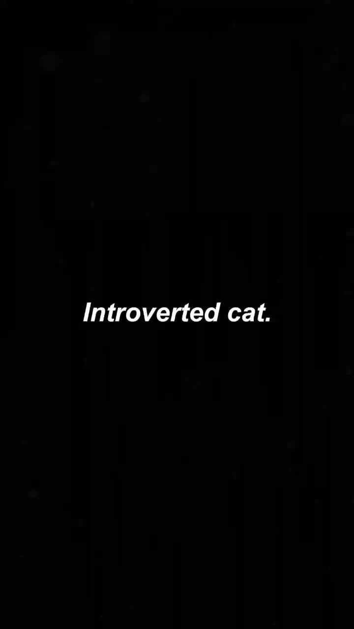 Коты-интроверты