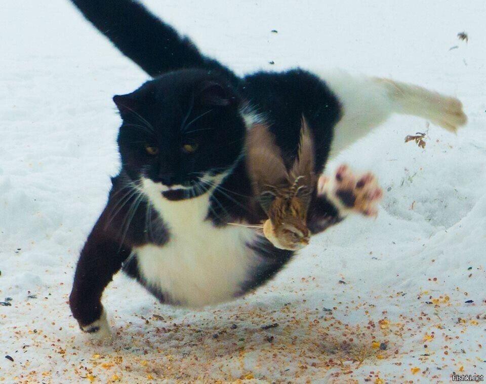 Солянка
